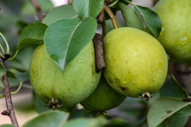 Severyanka armudu yazın sebze bahçesindeki ağaçta olgunlaşır..