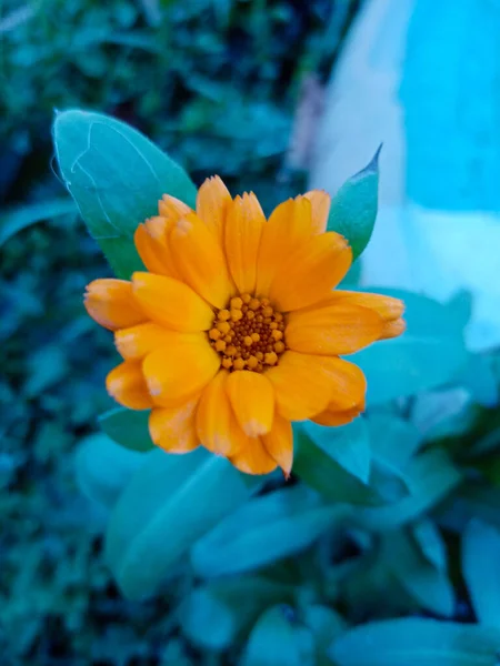 Κίτρινο Λουλούδι Φωτογραφήθηκε Καλοκαίρι Καθαρό Καιρό Πρωί Ένα Ξέφωτο Δάσος — Φωτογραφία Αρχείου