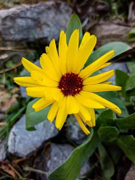 Gelbe Blume Sommer Fotografiert Bei Klarem Wetter Morgen Auf Einer — Stockfoto