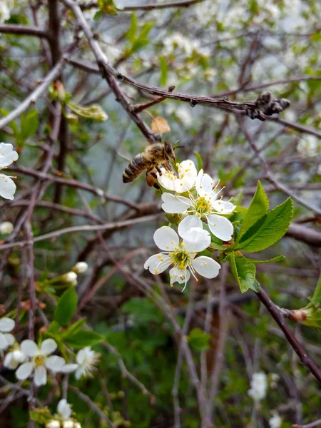 On a clear day, a bee flew to the blossoming apple tree to pollinate it.