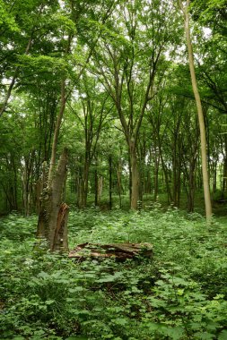 Yeşil peri masalı ormanlarında kimse yok.