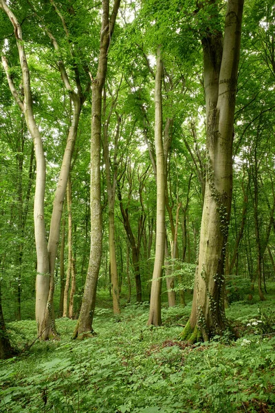 Magic relaxing tranquility in the woodland