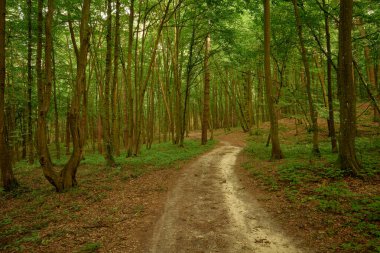Tılsımlı Briukhovychi ormanında rüya gibi orman yolu.