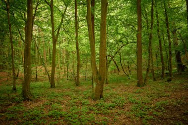 Sakin bir peri masalı ormanı. Yaz mevsimi Briukhovychi Ormanı, Ukrayna Roztocze.