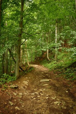 Peri ormanında terk edilmiş kayalık bir yürüyüş. Şelaleye giden büyüleyici dağ toprak yolu Voievodyn, Transcarpathia, Ukrayna Karpatları