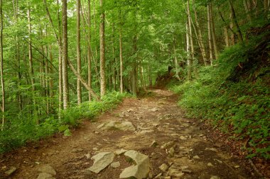 Dağlarda kayalık orman patikaları. Güzel Ukrayna Karpatları Transcarpathia 'da (Zakarpattia)