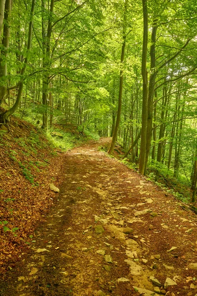Periler diyarında inanılmaz ıssız bir patika. Dağların ortasına taş yığılmış inanılmaz orman yolu. Ukrayna Karpatları, Transcarpathia, Sokolovi Skeli rezervi