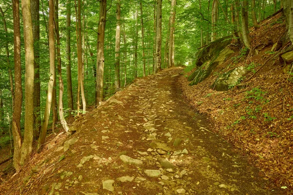 Güzel terk edilmiş kayalık dağ yolu. Karpat Dağları 'ndaki Peri Masalı Ormanı Yolu, Zakarpatska Oblastı, Ukrayna Transcarpathia