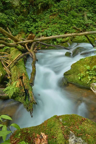 Büyüleyici su bir dağ deresinde akıyor. Güzel Carpathian dağları arasında huzurlu bir dere akışı. Voievodyn nehri, Sokolovi Skeli rezervi, Zakarpattia, Ukrayna