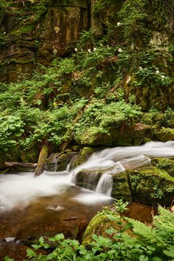 Yeşil yemyeşil sularla kaplı bir kanyonda inanılmaz güzel bir dağ deresi. Ukrayna Karpatları, Transcarpathia, Voievodyn Nehri