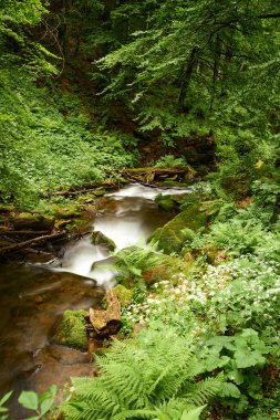 Güzel Carpathian dağları arasında pasif bir dere akışının yeşil kıyıları. Voievodyn nehri, Sokolovi Skeli rezervi, Zakarpattia, Ukrayna