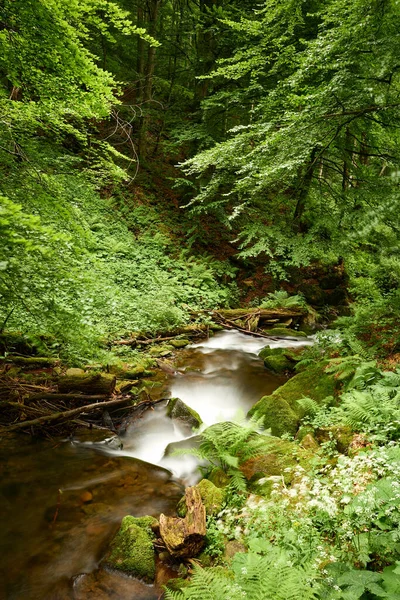 Ukrayna Karpatları 'ndaki görkemli dağ nehri Voievodyn. Güzel Ukrayna Transcarpathia 'da sakin bir yaz gününde bir dağ deresinin dingin akışı
