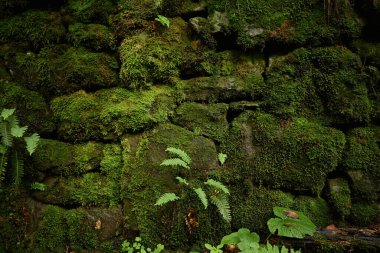 Taş işçiliği. Yosun kaplı antik duvarcılık