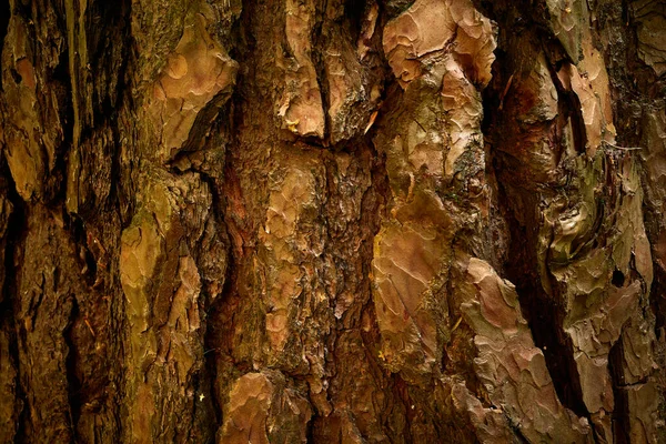 줄무늬 소나무의 상록수 곰팡이 문양이야 — 스톡 사진