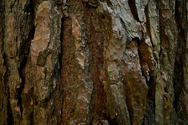 Klumpig Bark Furu Strukturerad Yta Vintergrönt Barrträ Närbild Foto — Stockfoto