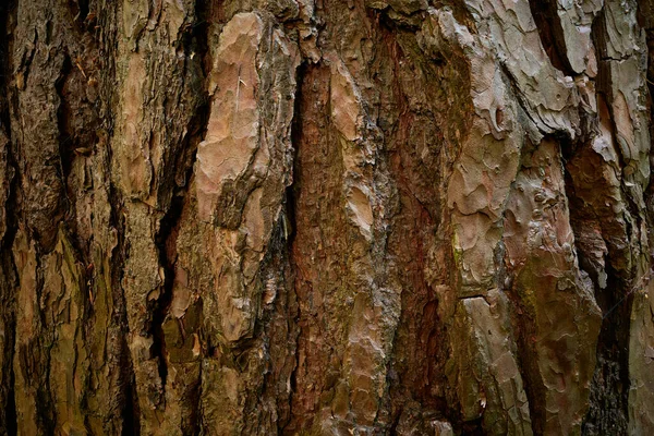 松果皮的粗皮皮 松木树皮上有条纹的裂开的表面 特写照片 老松树上复杂的沟槽结构 — 图库照片