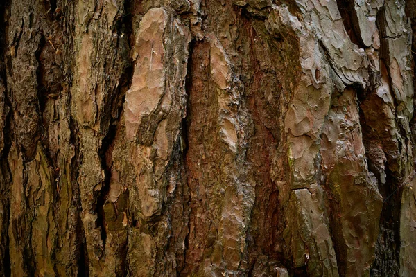 Pinus Sylvestris kabuğu. Çizgili bir çam ağacı kabuğu. Yakın plan fotoğraf. Eski çam ağacının üzerindeki oyukların karmaşık yapısı