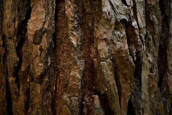 Mönstrad Bark Furu Stryktålig Yta Barrtrunk Närbild Textur Torr Bark — Stockfoto