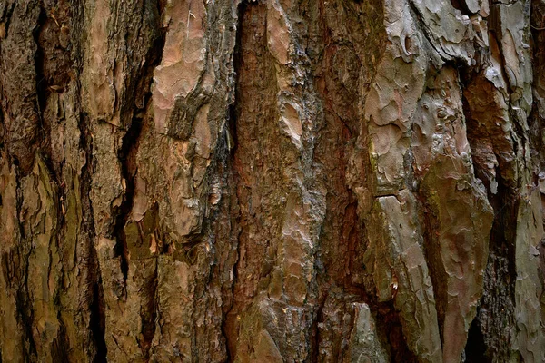 Çam ağacının sert kabuğu. Bitmeyen yeşil kozalaklı ağaç derisinin parçalanmış yüzeyi. Görüntüyü kapat. Pinus Sylvestris 'in dokulu, buruşuk bir kabuğu.