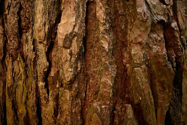 Corteza Pino Granulada Superficie Texturizada Corteza Árbol Siempreverde Imagen Primer —  Fotos de Stock