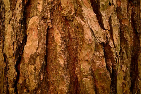 Pinus Sylvestris 입니다 소나무의 클로즈업 침엽수의 돋을새김하고 울퉁불퉁 푸석푸석 — 스톡 사진