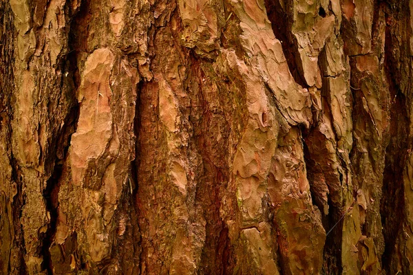 Pinus sylvestris. Çam ağacı kabuğu. Cooper rengi. Yakın plan fotoğraf. Eski kozalaklı ağaç kabuğunun rahatlatıcı, engebeli, grunge kabuğu