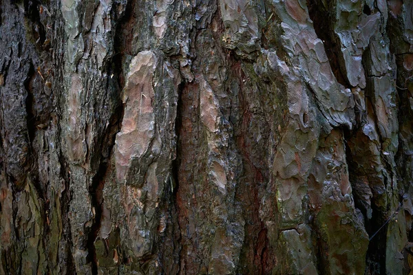 소나무 껍질에 균열이 있습니다 소나무 소나무는 질감을 피누스 실베스트리스의 무늬가 — 스톡 사진