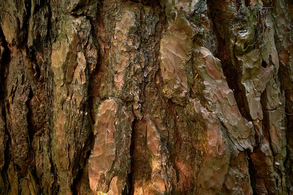 阳光照射在松树皮上绿灰色 红铜松皮 树干下部的松树树皮厚 鳞片状 灰褐色 裂缝很深 — 图库照片