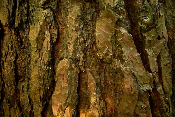 Çam ağacı kabuğu dokusu. Pinus Sylvestris 'in eski desenli derisi. Resmi kapat.