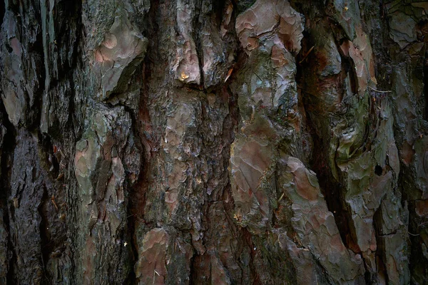 松树的树皮图案 老松树树干粗糙而不均匀的凹凸不平的表面 特写照片 — 图库照片