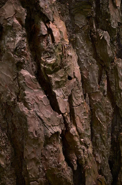 砕いた松の樹皮 古い常緑針葉樹の赤いクーパーの皮 クローズアップ画像 — ストック写真