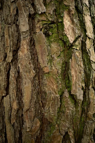 Crosta Pino Grigio Verde Brunastra Corteccia Sollievo Pino Vecchio Immagine — Foto Stock