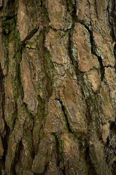 Uma Superfície Texturizada Ranhurada Tronco Pinheiro Casca Pinheiro Rachada Fechar — Fotografia de Stock