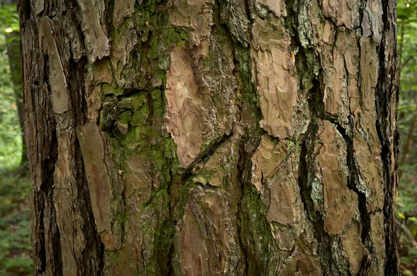 Rozedraná Strukturovaná Kůra Borovice Vodorovný Snímek Zblízka Struktura Kůry Borovic — Stock fotografie