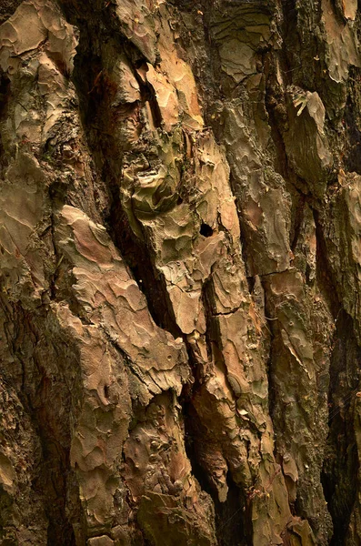颠簸的松树树皮 古常绿针叶树的琥珀色皮肤 特写照片 树皮厚 下部树干呈鳞片状深灰色 上部树干和分枝呈薄薄的 片状和橙色 — 图库照片