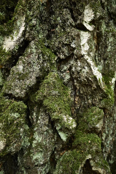 Strukturovaná Lišejníková Mechem Pokrytá Kůra Břízy Zblízka Svislý Obrázek Strukturovaná — Stock fotografie