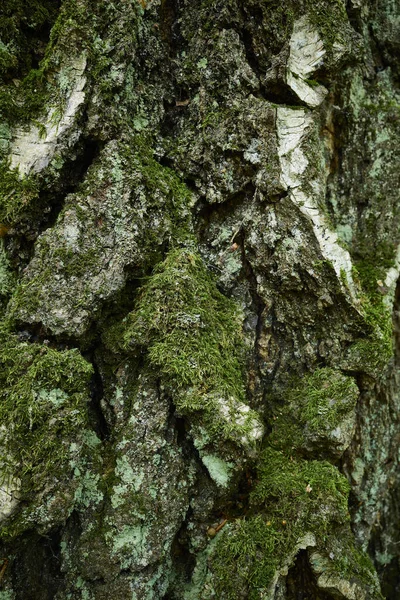 Strukturovaná Břízová Kůra Svislý Obrázek Zblízka Hrubá Potrhaná Reliéfní Grunge — Stock fotografie