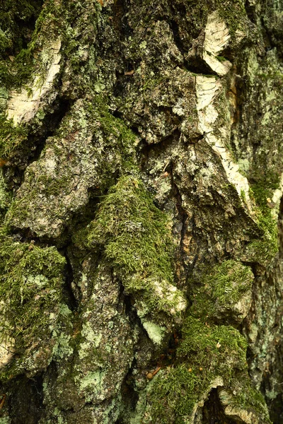 이끼와 이끼로 뒤덮인 자작나무의 이미지를 클로즈업 합니다 자작나무 껍질의 색깔때문에 — 스톡 사진