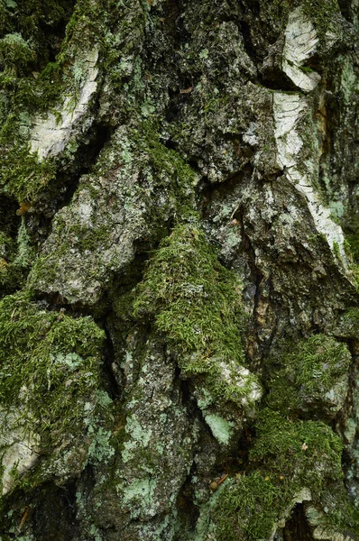 Ağaç kabuğu dokusu. Eski kırık ağaç kabuğu parçası. Dikey görüntüyü yaklaştır. Lichen ve yosun kaplı huş ağacı gövdesi..