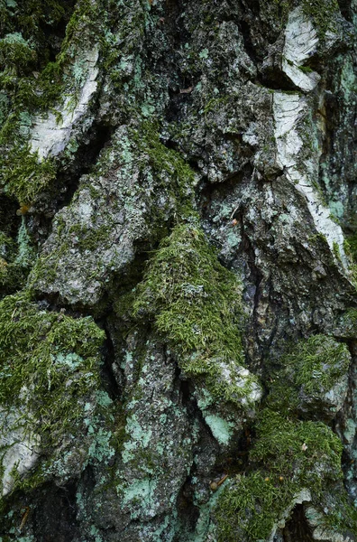 Gümüş, eski huş ağacının gri gövdesi yosun ve liken ile kaplıdır. Tahıllı, pürüzlü, yırtık pırtık, rahatlamış, grunge, buruşuk, sakar bir huş ağacı kabuğu. Fotoğrafı kapat.