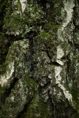 Huş ağacı kabuğu deseni. Yaşlı huş ağacının koyu yeşil desenli teni. Eski huş ağacı kabuğunun dokusu. Dengesiz, yıpranmış, derin çatlakları olan bir gövde..