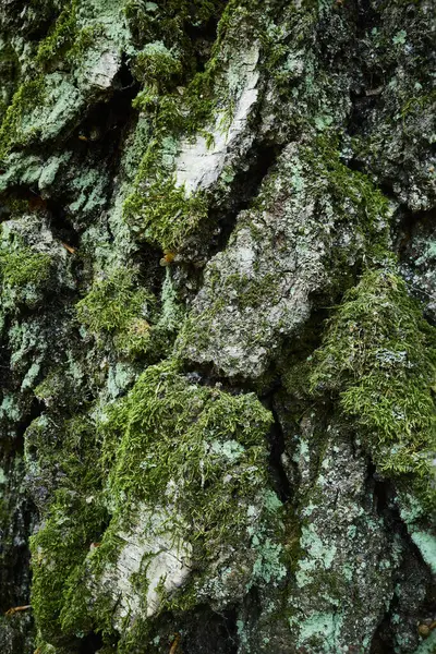 Casca Alívio Bétula Velha Forrada Com Sulcos Bizarros Imagem Perto — Fotografia de Stock