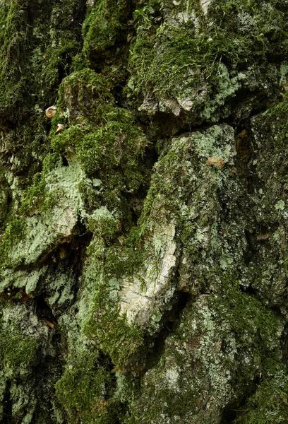 Yosun kaplı eski huş ağacı gövdesi. Yakın çekim dikey fotoğraf. Yaşlı huş ağacının grunge, buruşuk, sakar, yivli, karmaşık, kıvrımlı, segmental kabuğu.