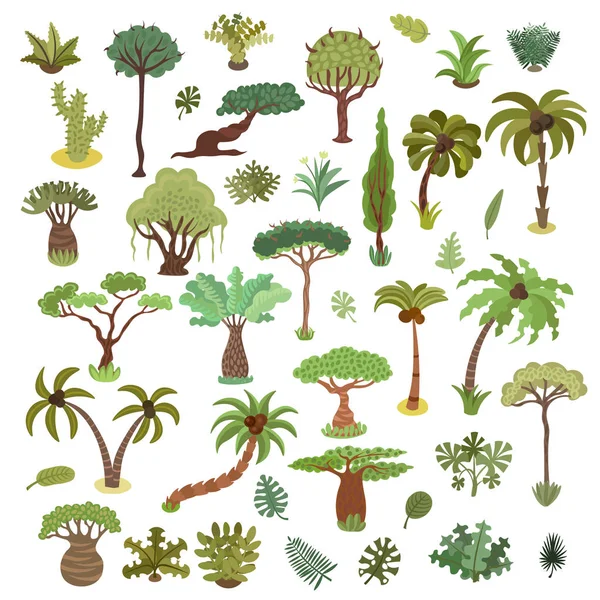 Coleção de árvores tropicais, palmeiras e outras plantas tropicais exóticas conjunto vetor ilustração. Floresta exuberante. Floresta tropical árvores da selva, plantas, arbustos, folhas e arbustos, paraíso praia resort torto —  Vetores de Stock