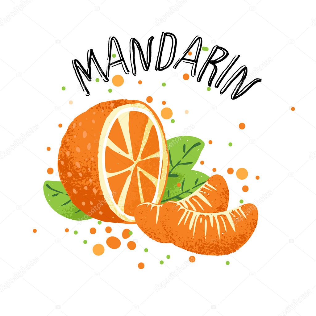 Vector hand draw orange mandarin illustration. Slice of orange tangerine with juice splashes isolated on white background. Textured mandarins citrus sketch, juice citrus fruit with word Mandarin on