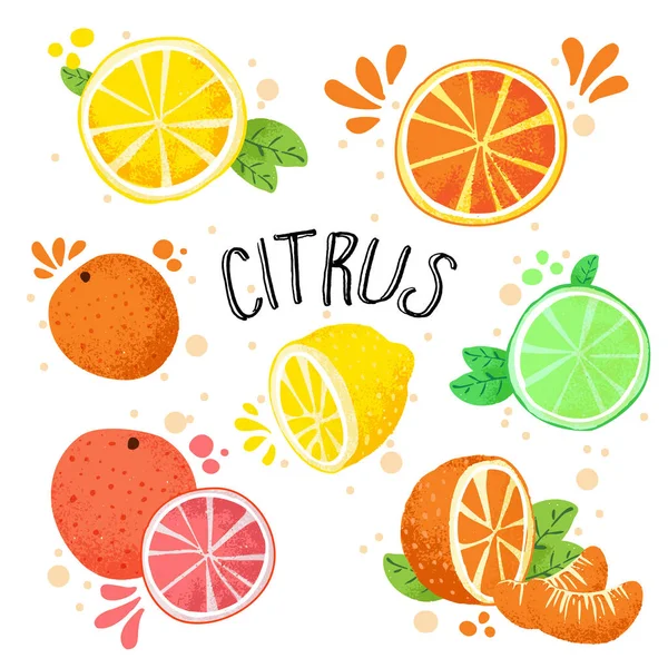 柑橘系の果物の手描画ベクトル イラスト。新鮮な熟した柑橘類ホワイト - 上にレモン、ライム、オレンジ、グレープ フルーツ 1 つのコレクションの分離します。水しぶきでジューシーな柑橘類は、手は描画スタイルです。レモンと — ストックベクタ