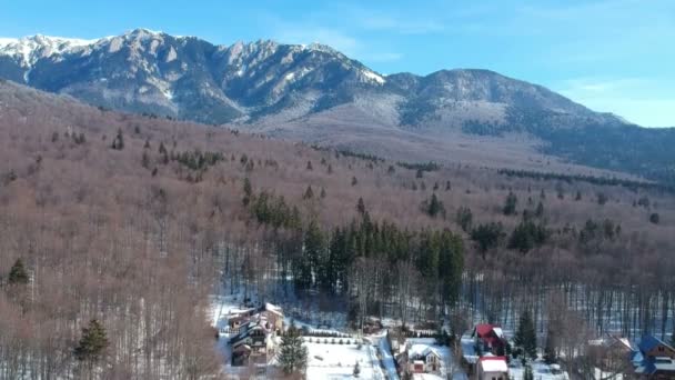 Vue Aérienne Forêt Étendue Sapins Feuillus Des Monts Ciucas Leurs — Video