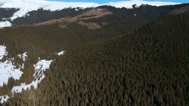 Luftaufnahme Entlang Ausgedehnter Tannenwälder Mit Den Schneebedeckten Gipfeln Der Karpaten — Stockvideo