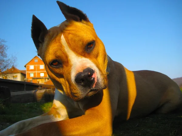 Staffordshire Terrier Hembra Posando Ferrocarril — Foto de Stock