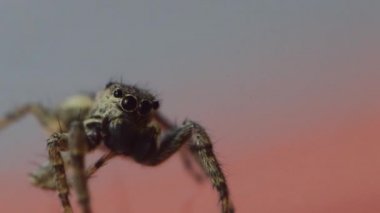 Gri duvar atlayıcısı, Menemerus bivittatus, zıplayan örümcek